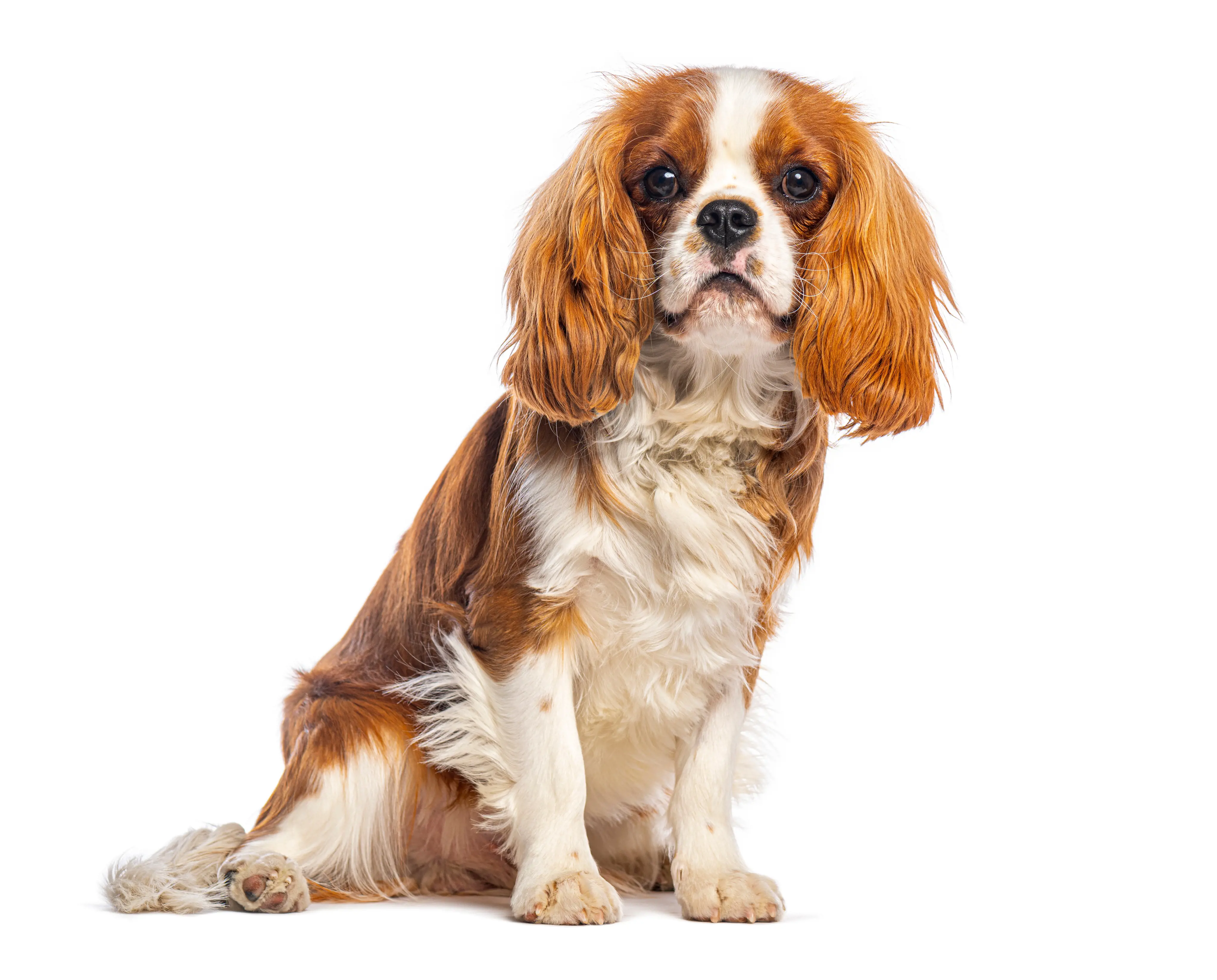 Cavalier King Charles Spaniel