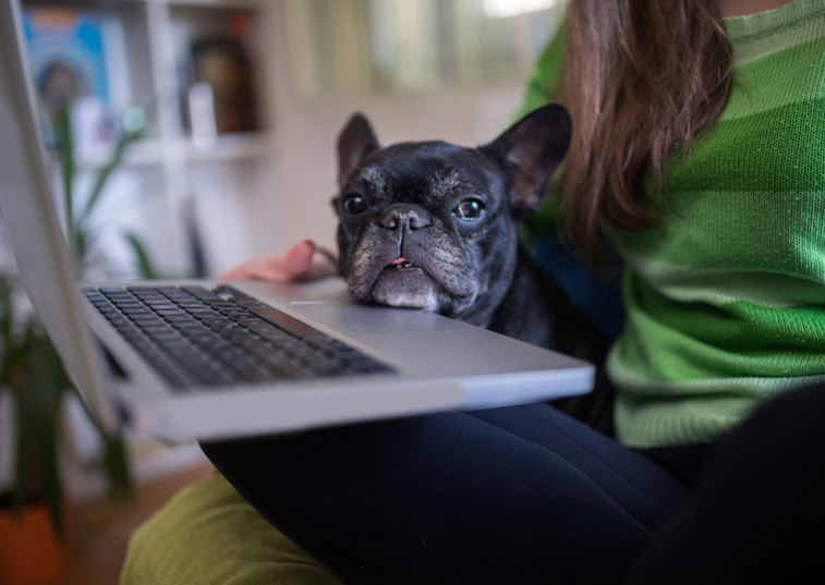 Bring Your Dog To Work Day