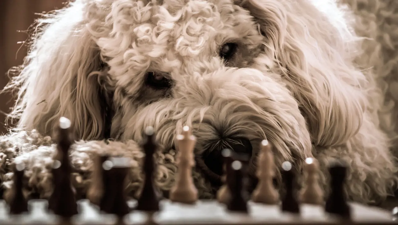 https://www.purelypetsinsurance.co.uk/media/azvj45ao/dog-chess.jpg?format=webp