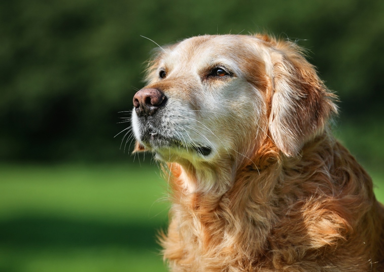 a dog peering off into the distance