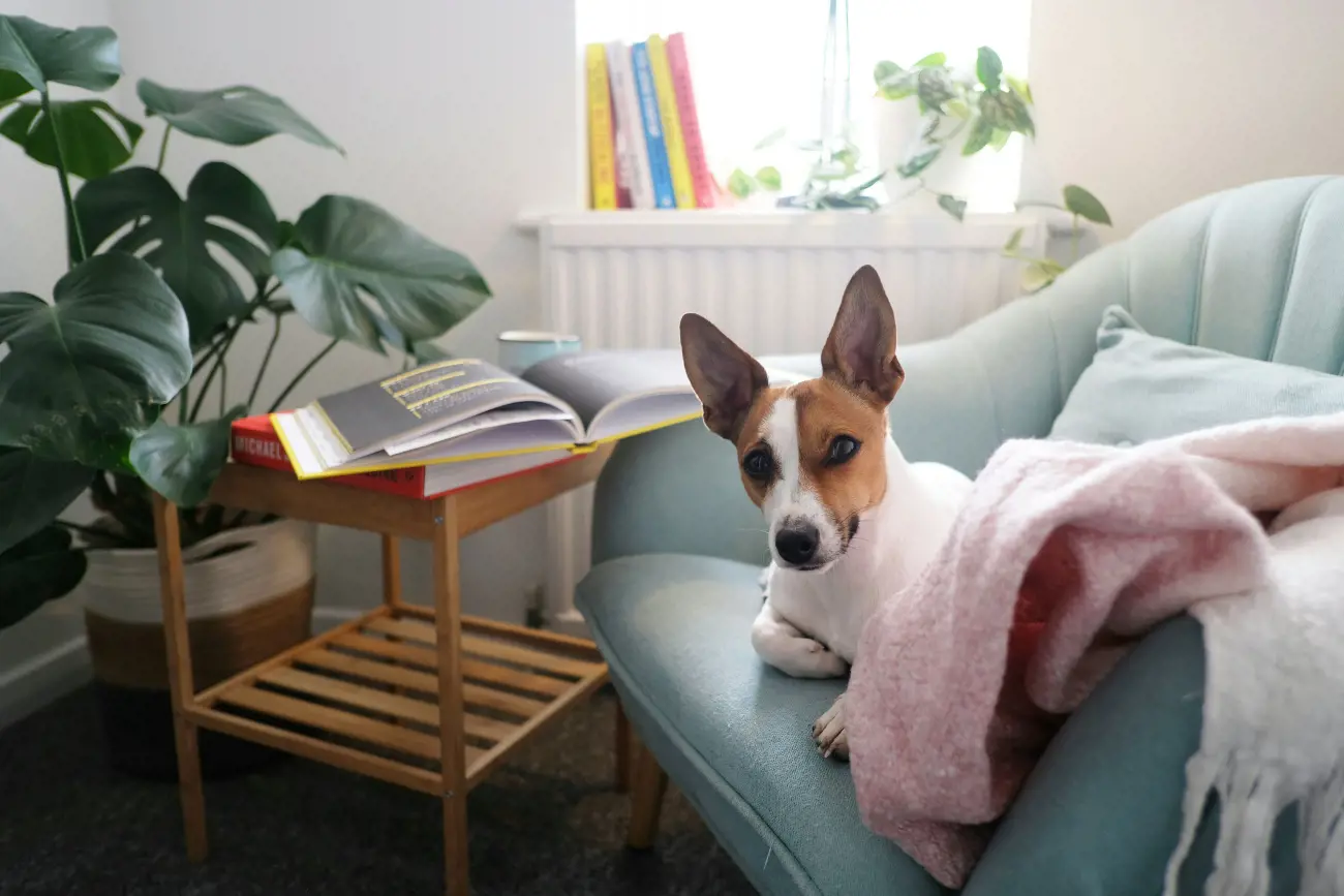 jack russell laying in a pink blanket