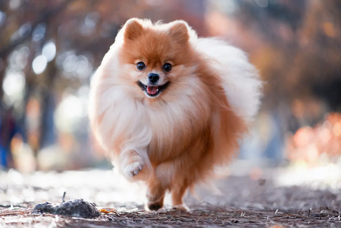 Historically, Pomeranians have been favoured by royalty, with Queen Victoria notably owning a particularly small one, thereby popularising the trend for smaller-sized Pomeranians.