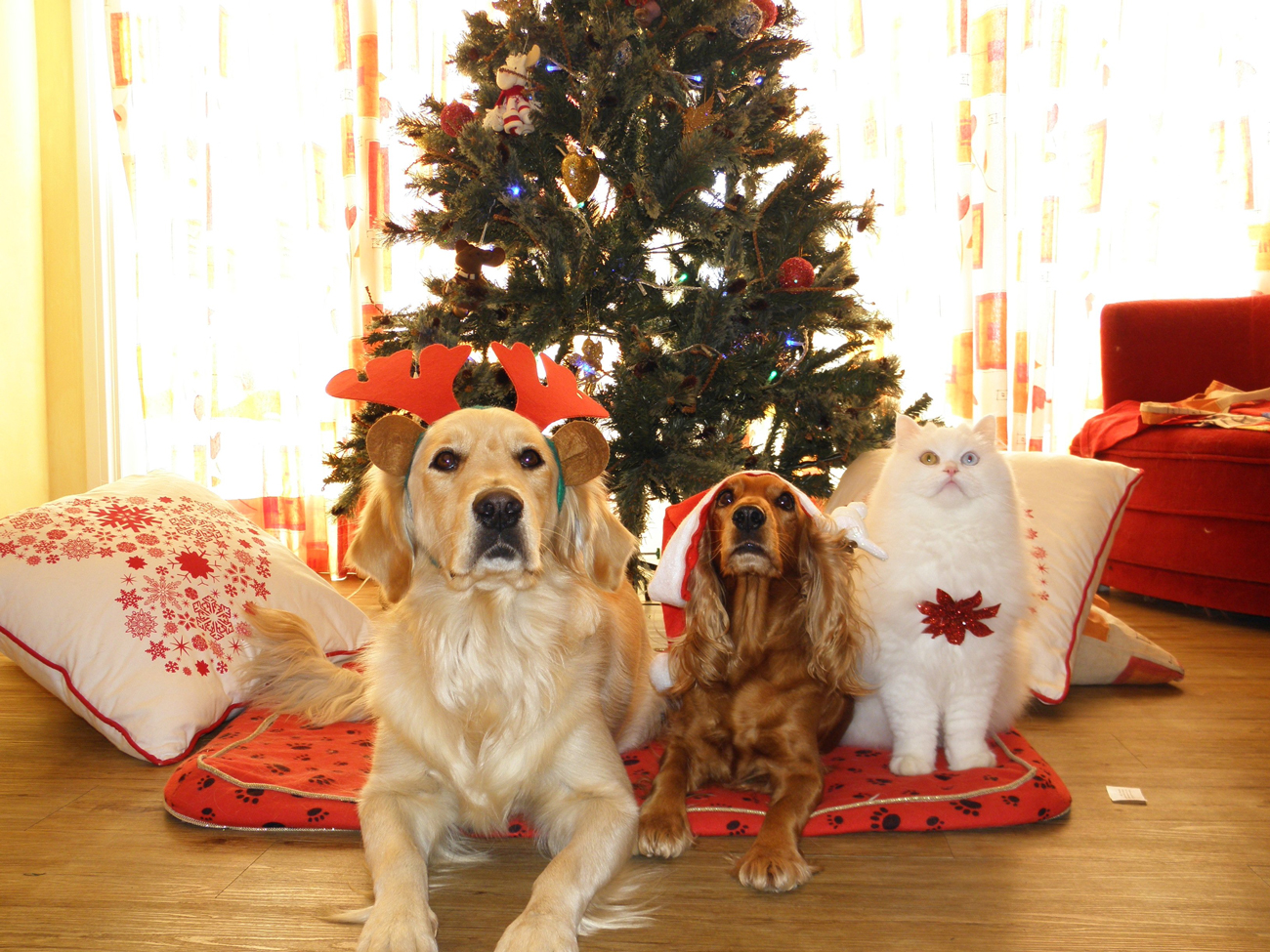 Two dogs and a cat in festive accessories sitting in-front of a christmas tree