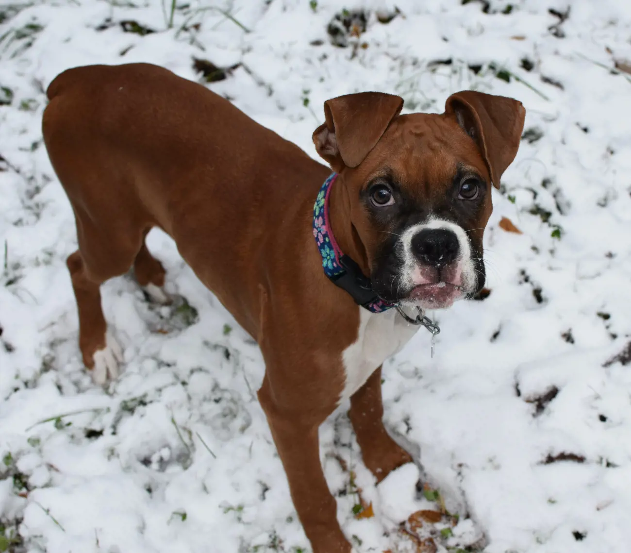 Boxer dogs are known for their distinctive joyful energy and playful nature, but a fun fact about this breed is their historical role as one of the first dog breeds to serve as police and military dogs in Germany.