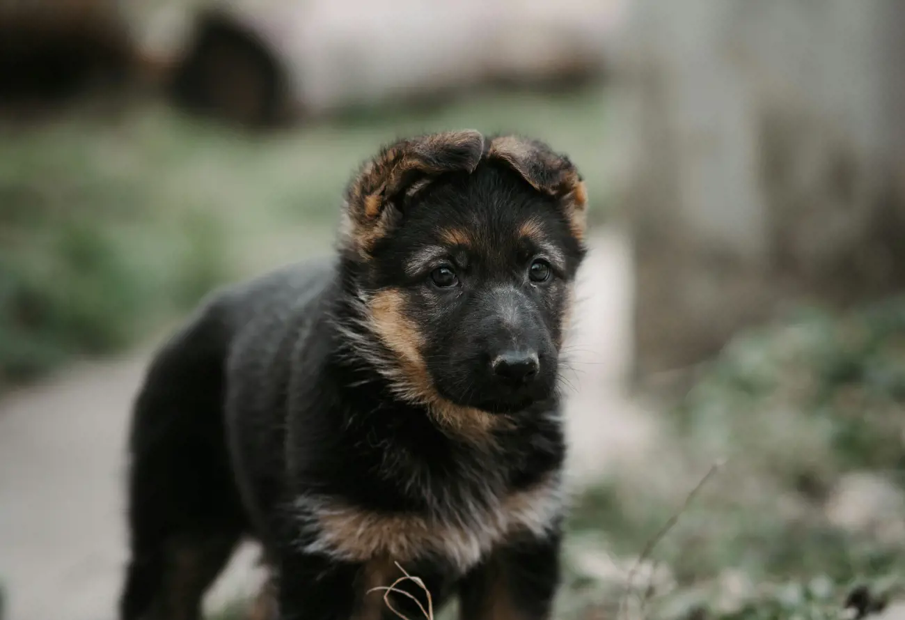 german shepherd puppy