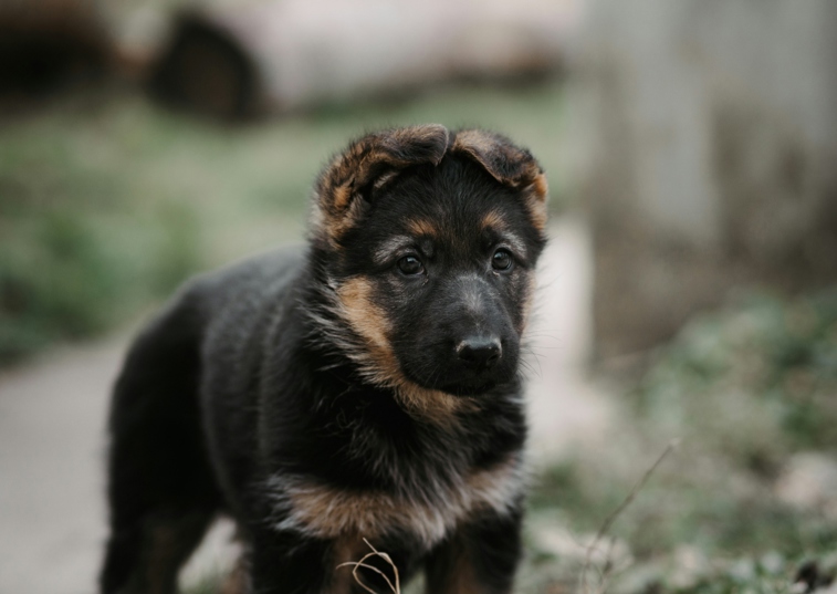 german shepherd puppy