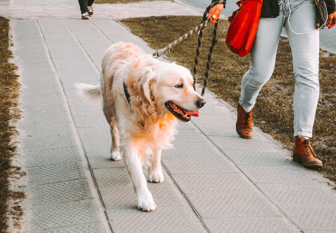 Golden Retrievers are renowned for their intelligence and are ranked as one of the smartest dog breeds. This intelligence, combined with their eagerness to please, makes them highly trainable. They excel in various roles, including search and rescue, therapy, and service dogs. 