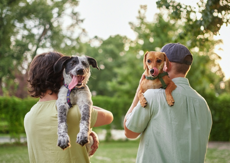 Two dogs being carried by their owners