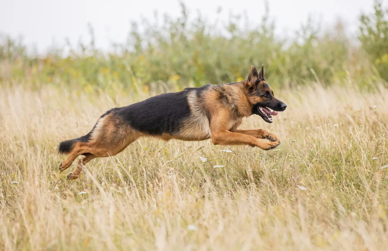 German Shepherd running through grass