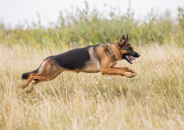 German Shepherd running through grass