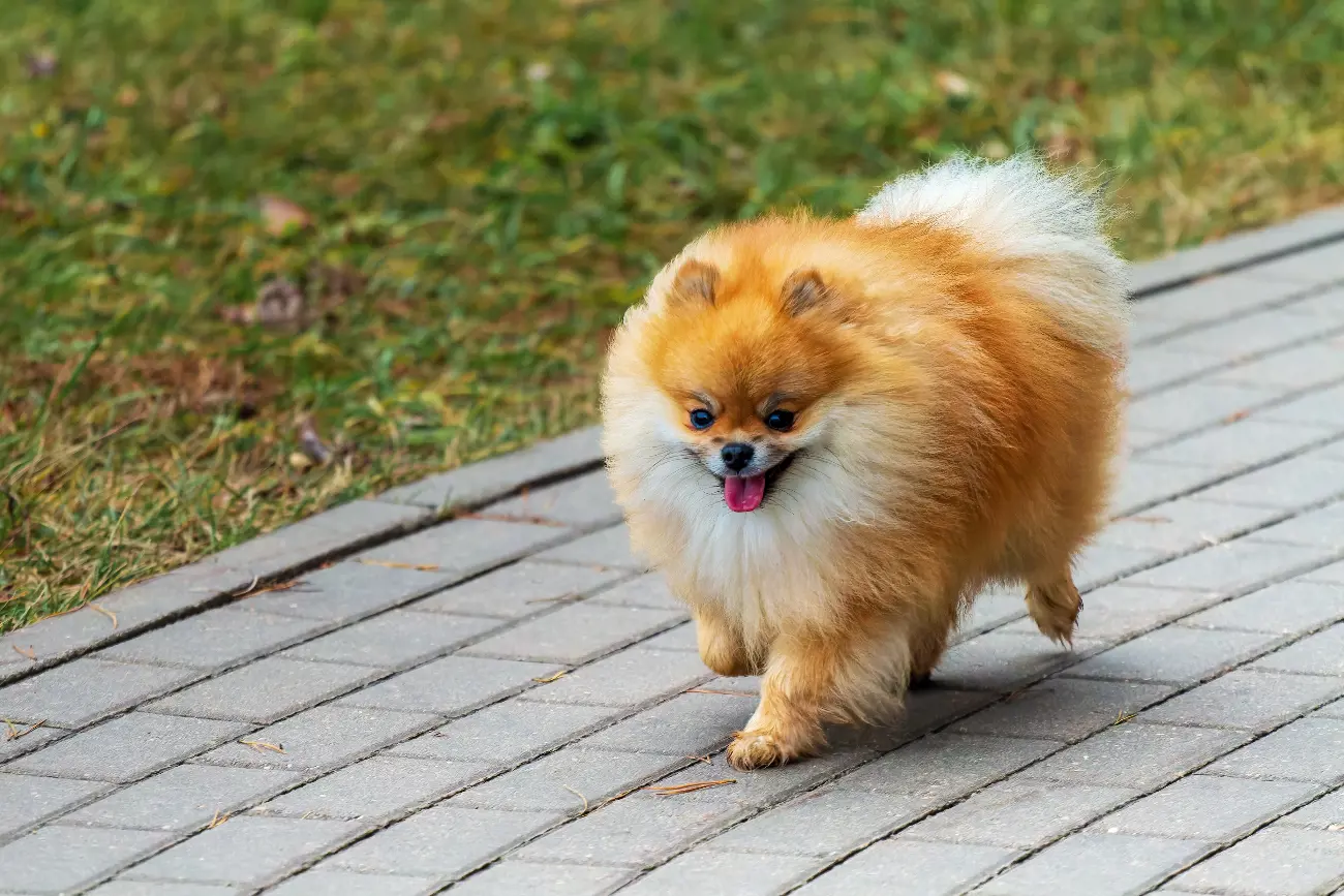 These small yet sturdy canines originate from the Pomerania region in north-west Poland and north-east Germany, historically bred down from larger sled-pulling breeds.