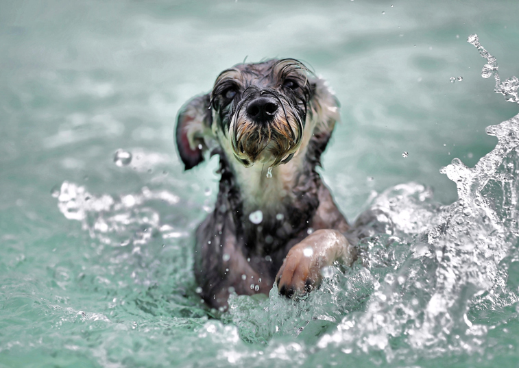 How to cope with a dog that’s afraid of water