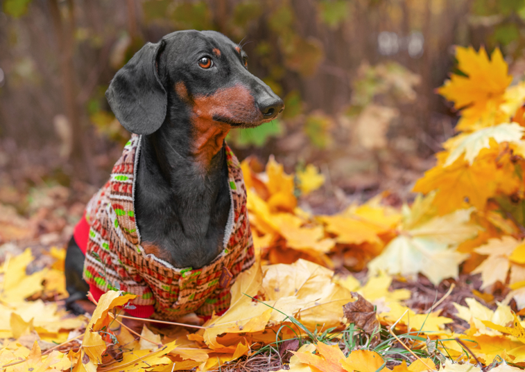 daschund in autumn forest