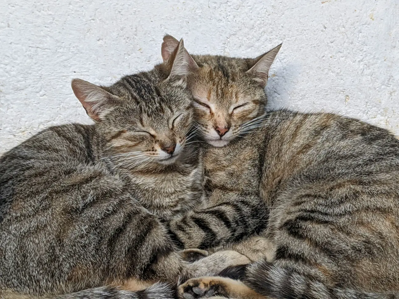 2 cats sleeping together