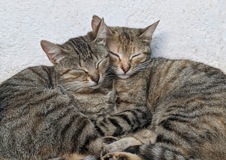 2 cats sleeping together