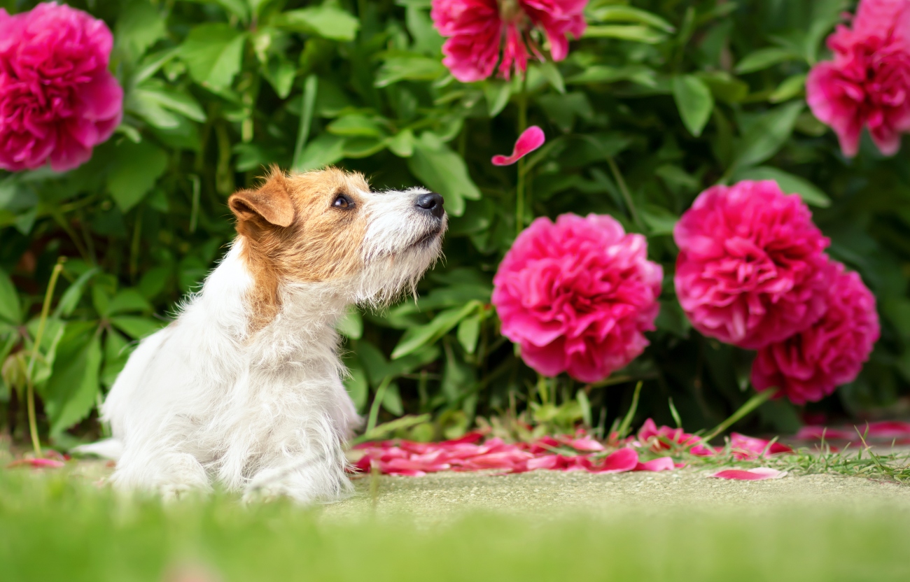 dogs smelling peonies