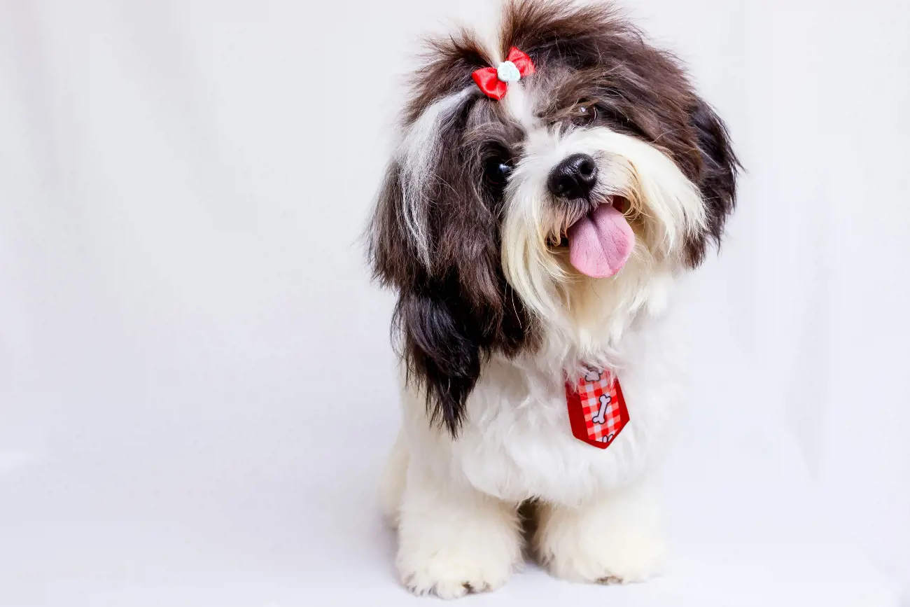 a shih tzu wearing a red tie