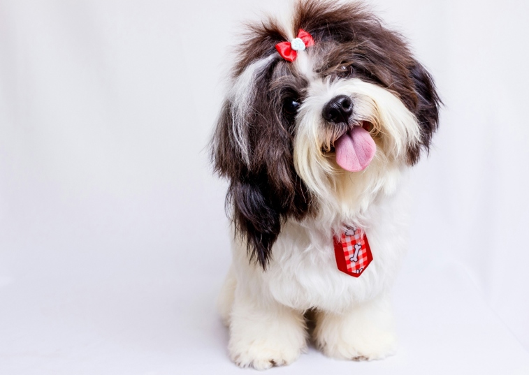 a shih tzu wearing a red tie