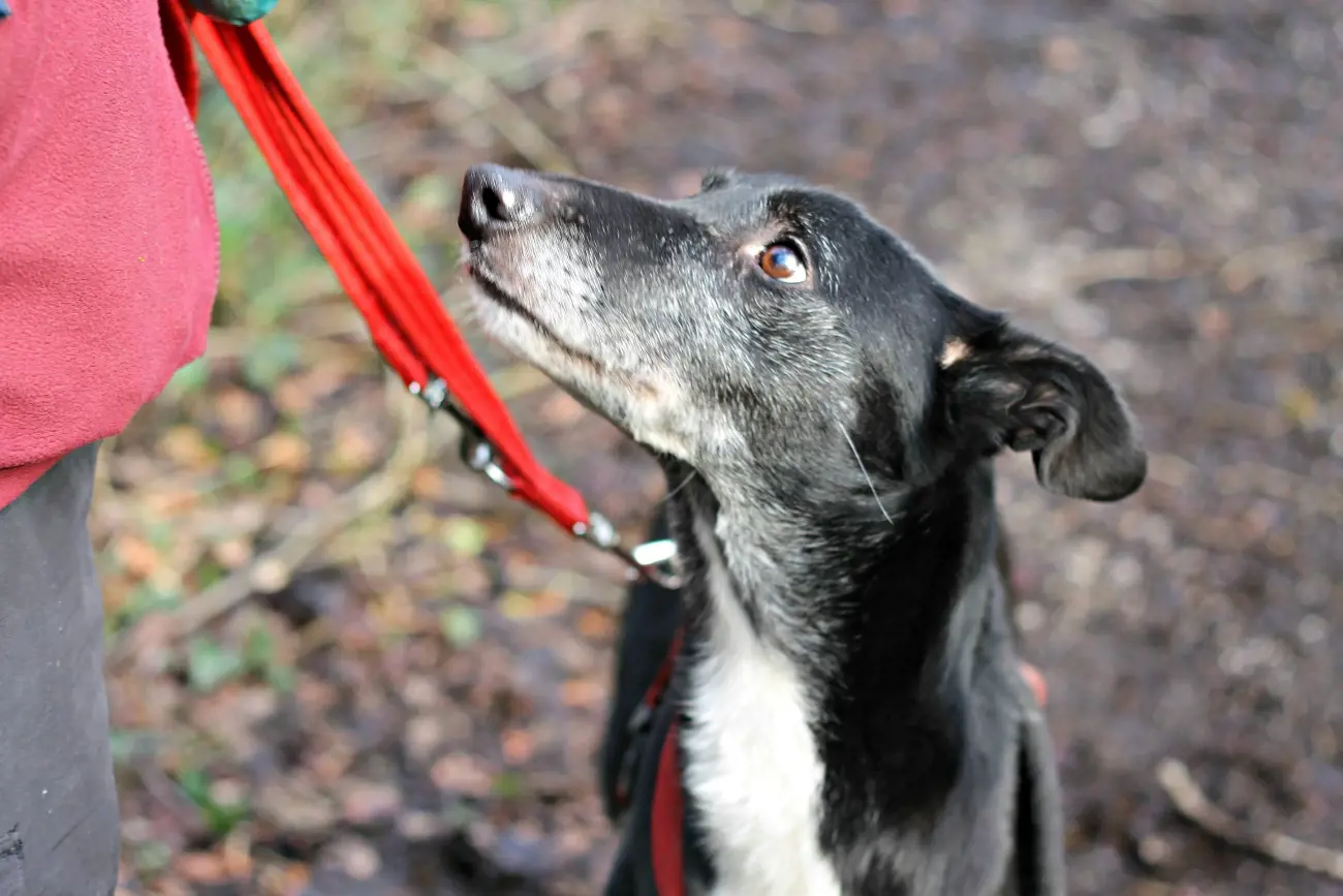 lurcher on a red leash