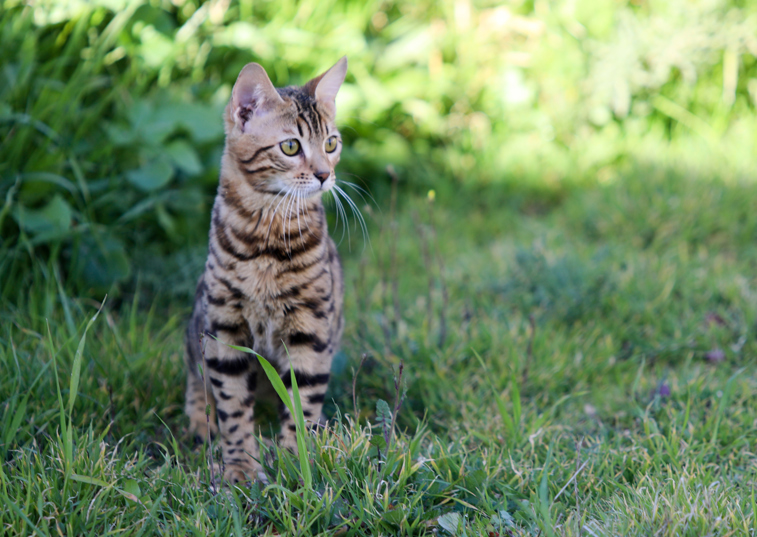  a bengal cat sat in the grass