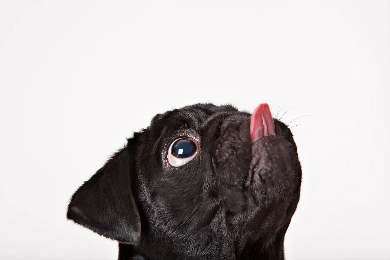 black pug licking the air