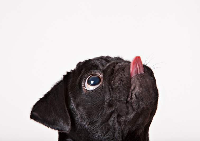 black pug licking the air