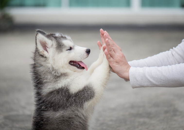 husky touching persons hands