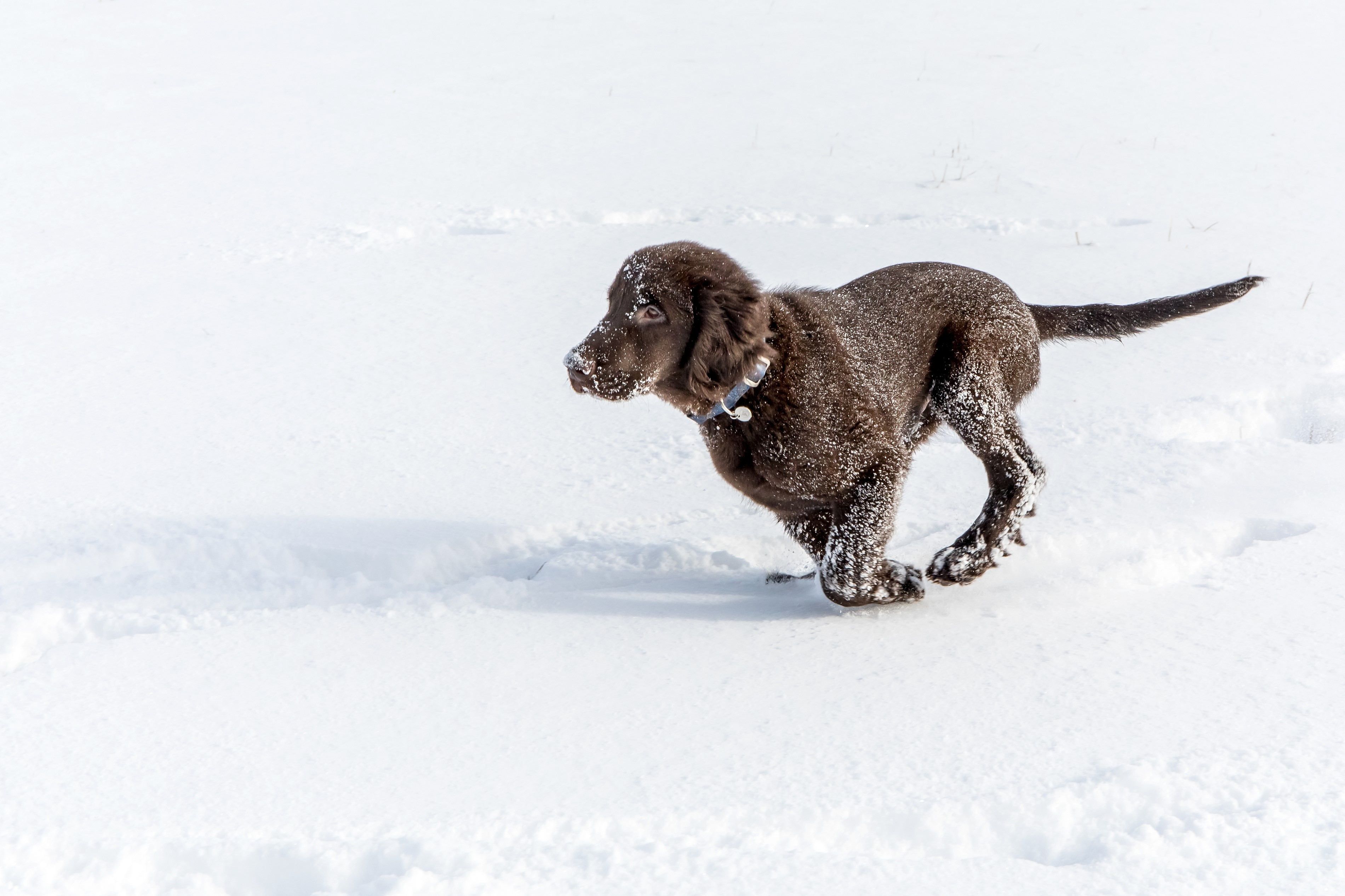 small brown dog in snow running