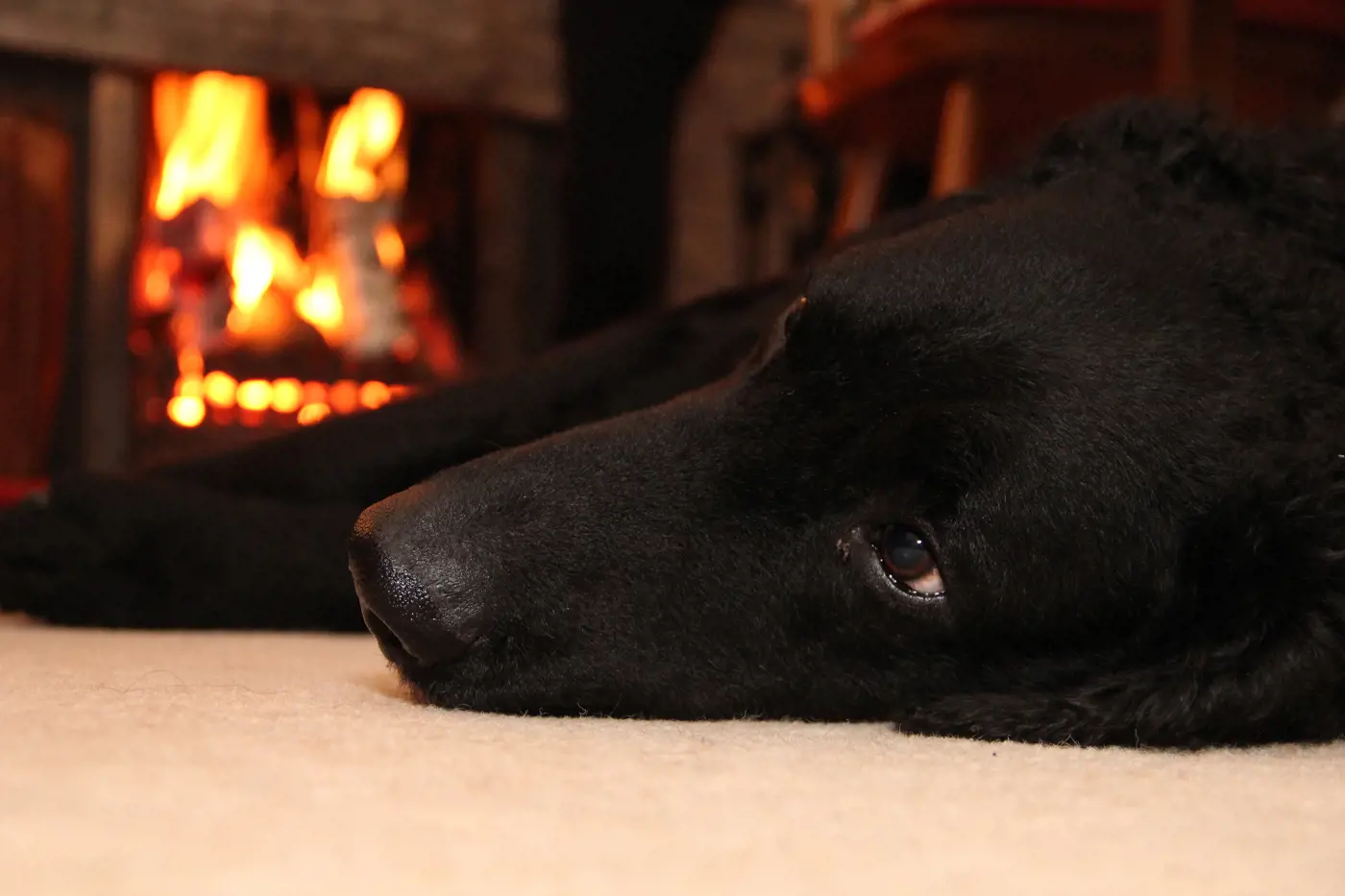 dog asleep next to the fireplace