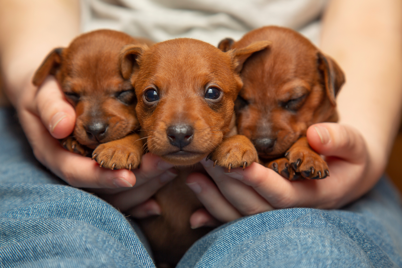 3 brown puppies