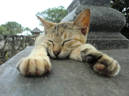 Cat breeds suitable store for allergy sufferers