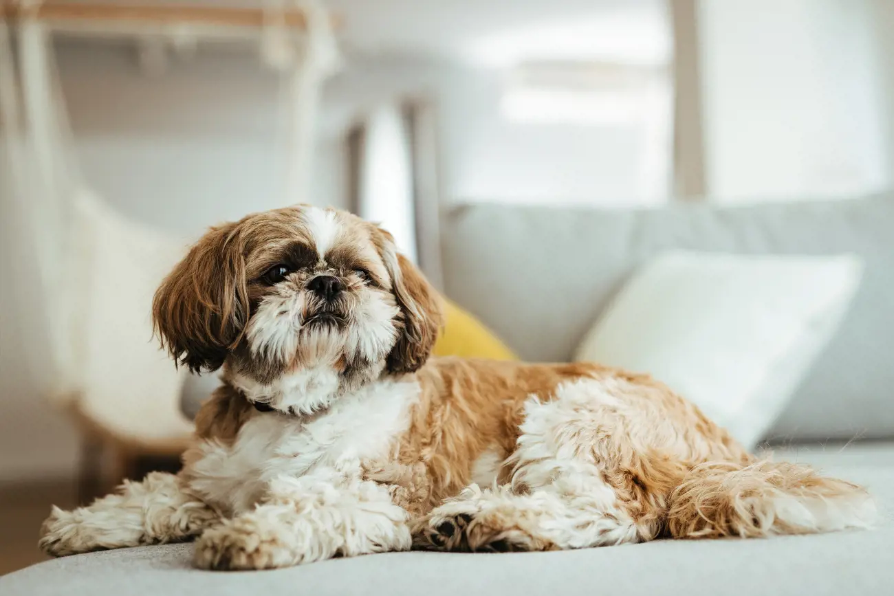 The Shih Tzu breed nearly became extinct. In fact, all today’s pooches can be traced back to just 14 dogs (seven males and seven females) that were used to rebuild the breed in the 1930s