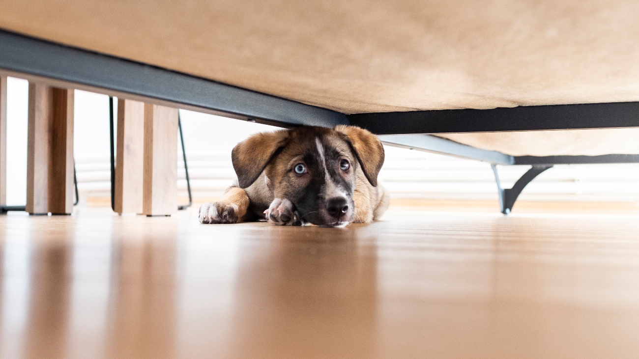 dog hiding under the bed