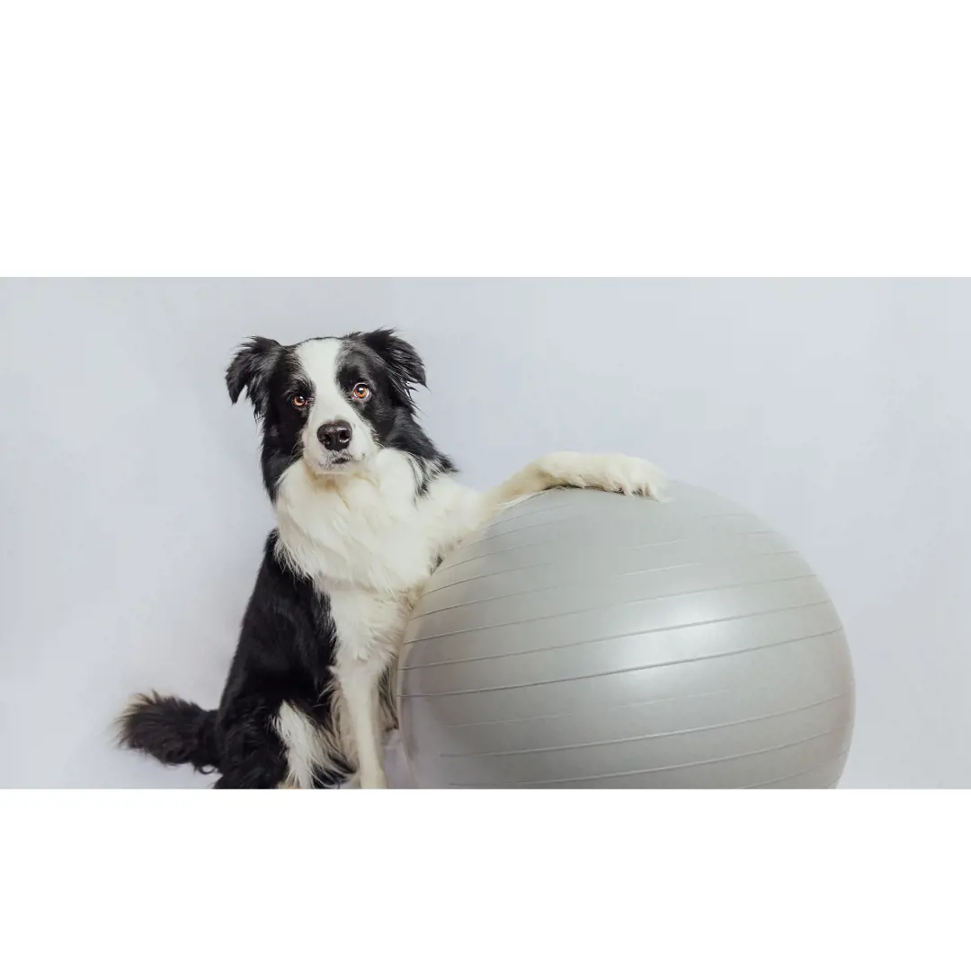 Border Collie playing with exercise ball