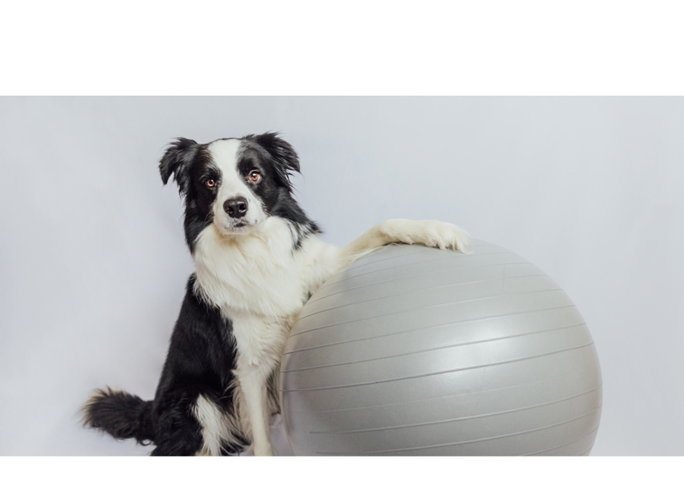 Border Collie playing with exercise ball