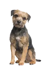 Border Terrier