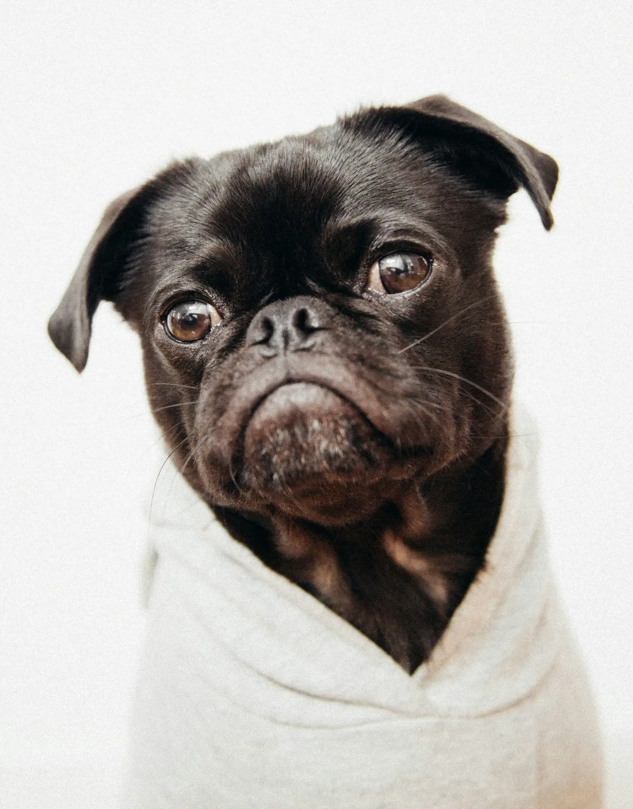 The breed's appeal has endured through the centuries, making pugs a beloved choice for dog enthusiasts around the world.