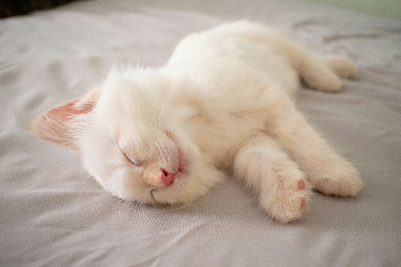 white kitten sleeping