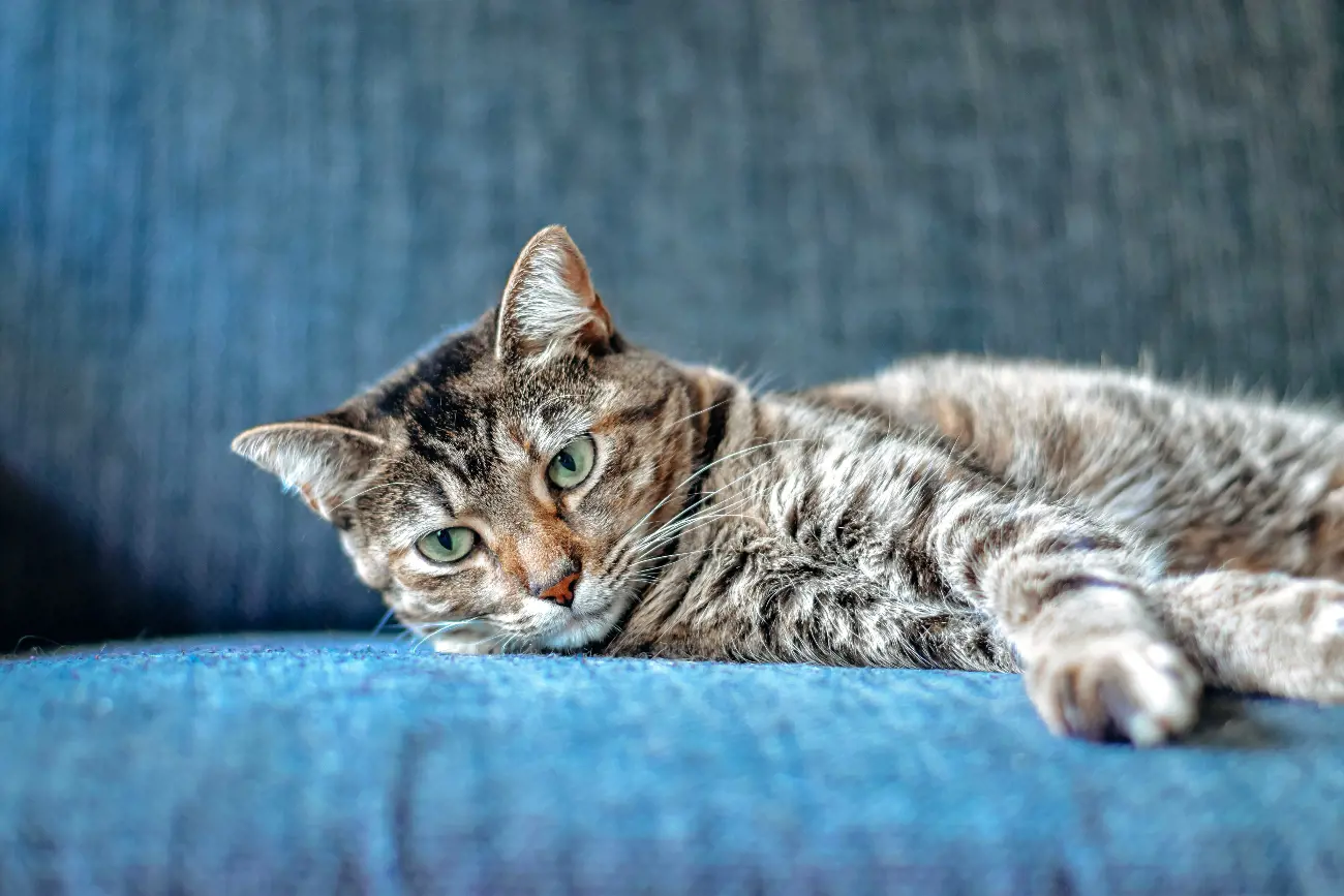 Can cats tell when you're sad?