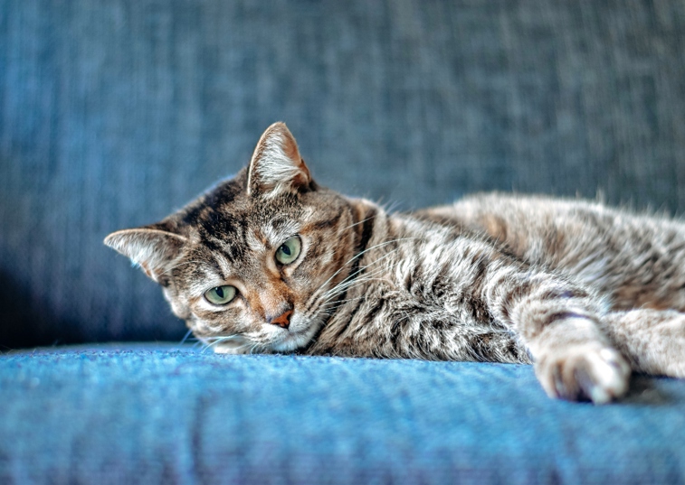 Can cats tell when you're sad?