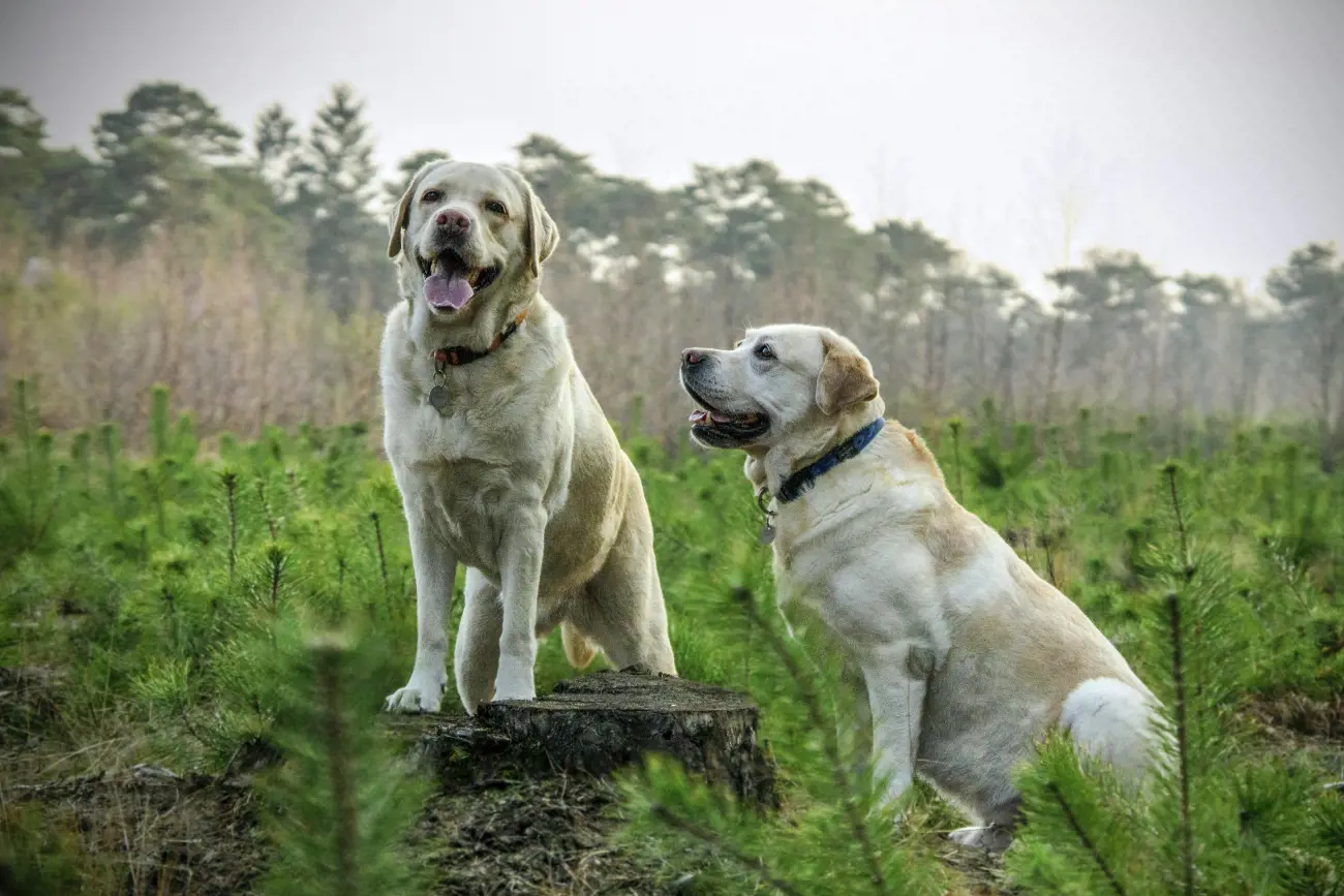 Celebrities who own Labs include England's Prince William, actors Drew Barrymore, Kevin Costner, Edie Falco, Minnie Driver, Mary Kate Olsen, and musician Sarah McLachlan.

