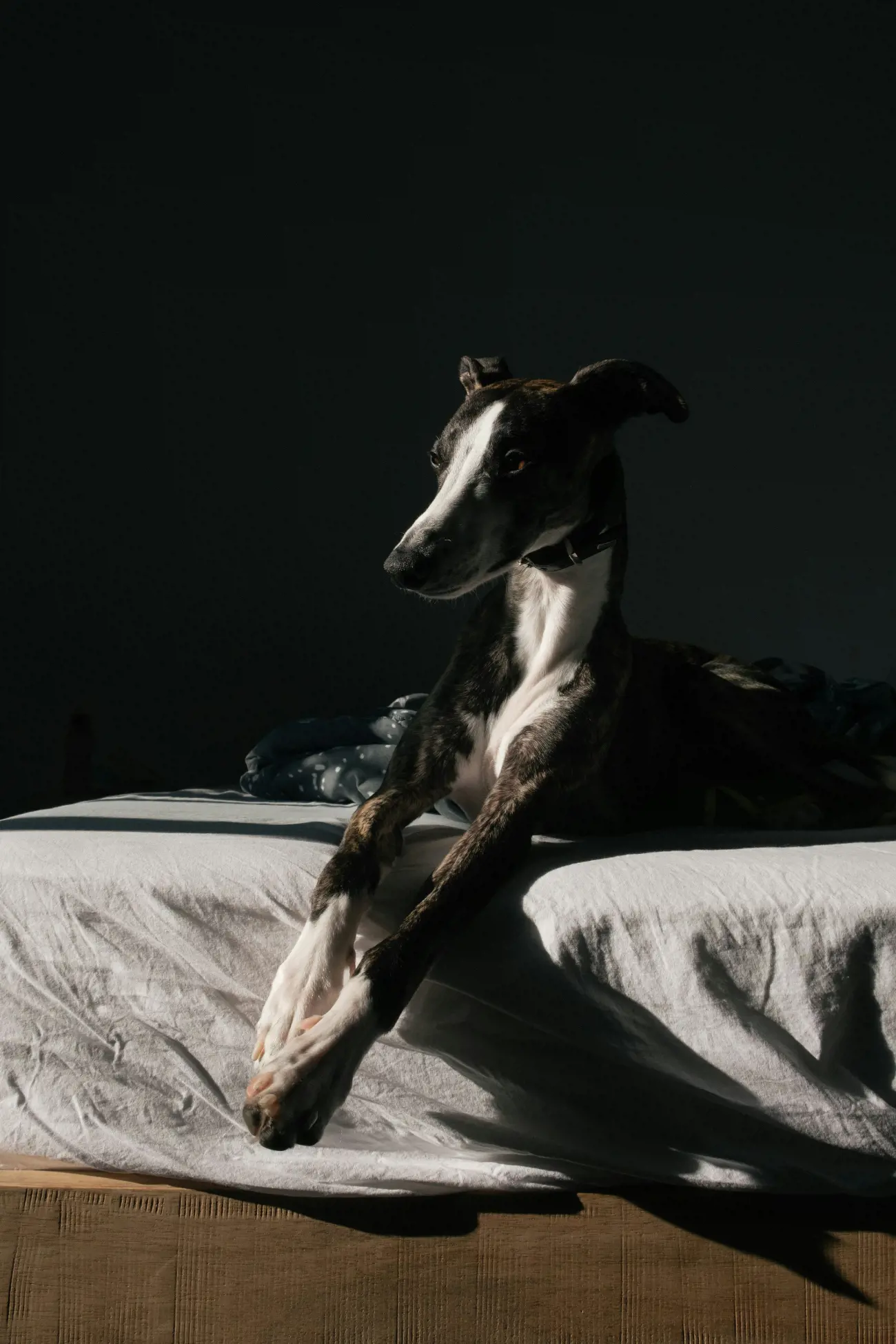 A fun fact about Whippets is that they can reach speeds of up to 35 miles per hour, making them the Ferrari's of the dog world.