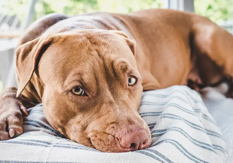 Relaxed Pitbull