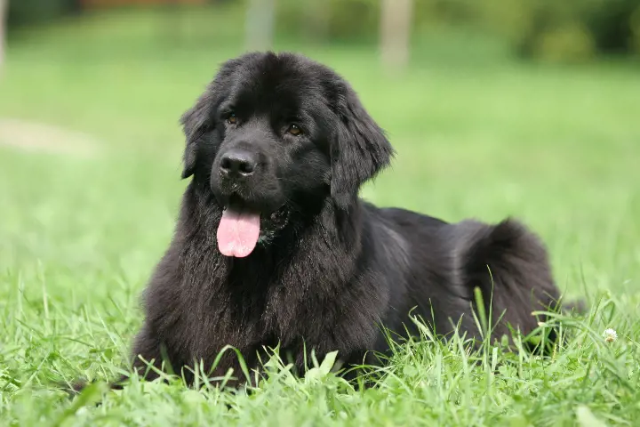 black newfoundland laying on the grass