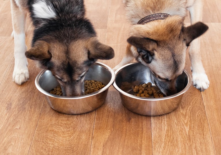 Bowl to keep dog from eating too outlet fast