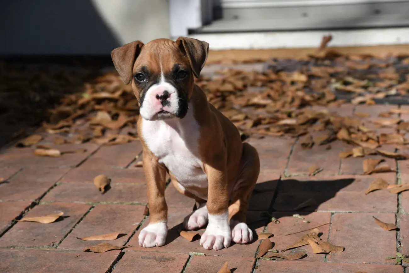 boxer dog puppy