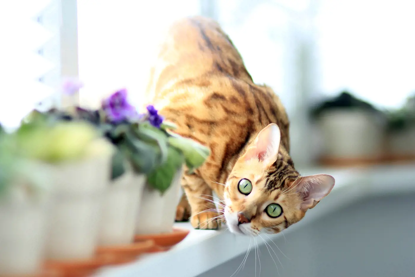 Can Cats Swim? The Surprising Truth About Feline Water Lovers : r