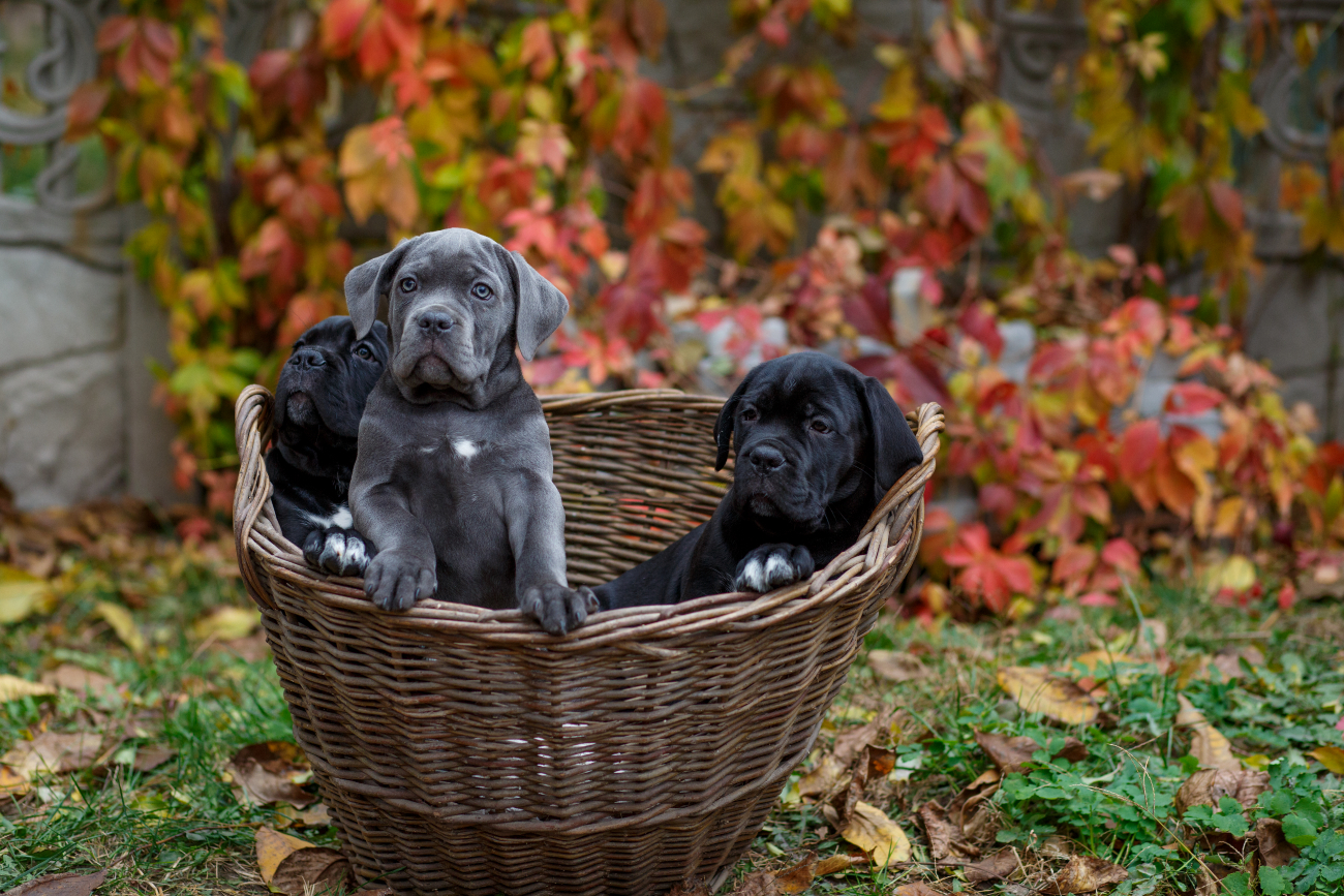 black and grey great dane puppies