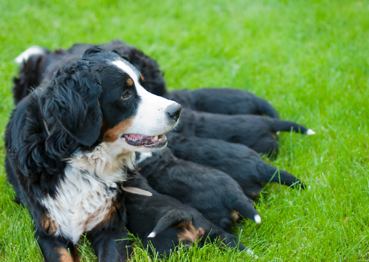 mother dog with her litter