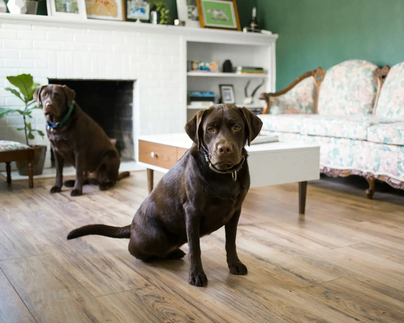 2 labs looking sad